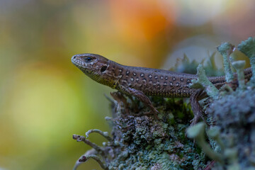 Lacerta agilis - Sand lizard