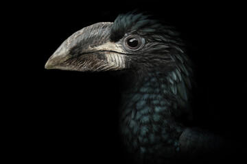 Portrait hornbill on dark background