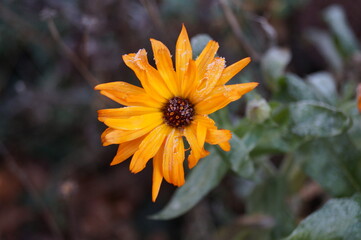 Blüten im Frost