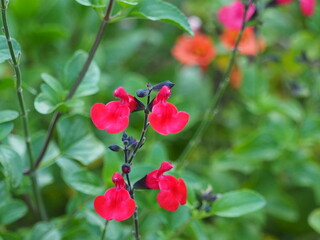 (Salvia microphylla var. neurepia) Fleurs à lèvres rouges lumineuses sur tiges rouge brun de Sauge de Graham arbustive 'Forever Red'