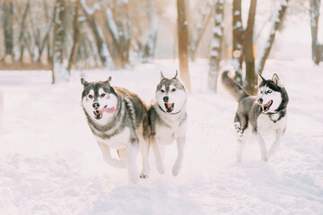 Three Funny Happy Siberian Husky Dogs Running Together Outdoor In Snowy Park At Sunny Winter Day....