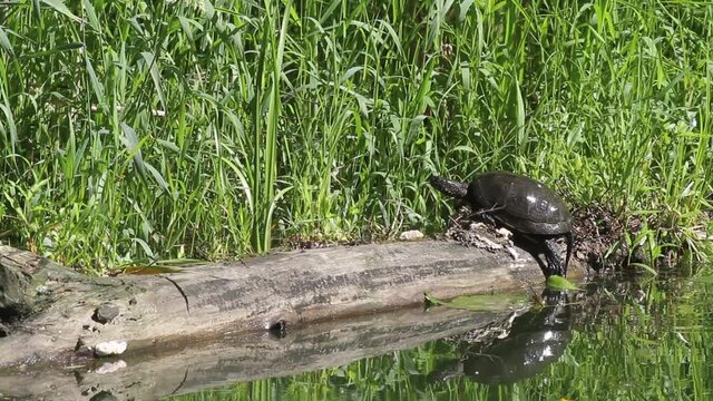 European pond turtle sunbasking on the log, The Mura River in Croatia