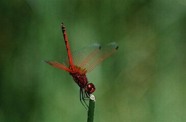 Wildlife photography