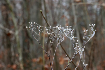 Frost on dried plants on a frosty morning