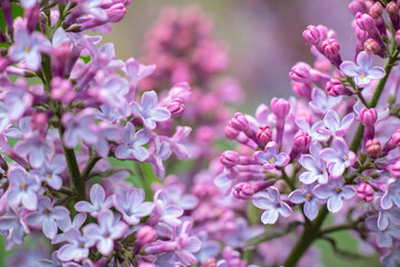 Lilac garden trees under the rain nature spring time with free space text