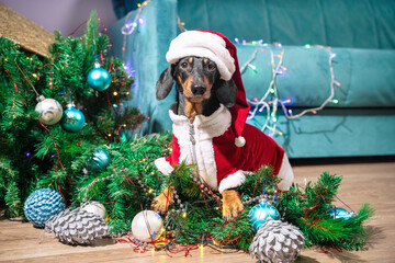 Naughty dachshund dog in a sweater and a red cap played too much and filled up artificial Christmas...