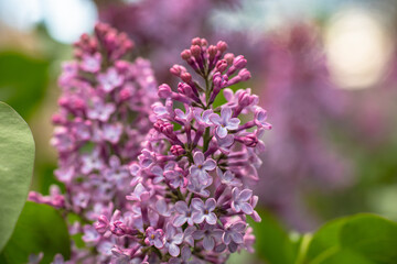 Lilac garden trees under the rain nature spring time with free space text