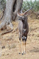 Nyala / Nyala / Tragelaphus angasii.