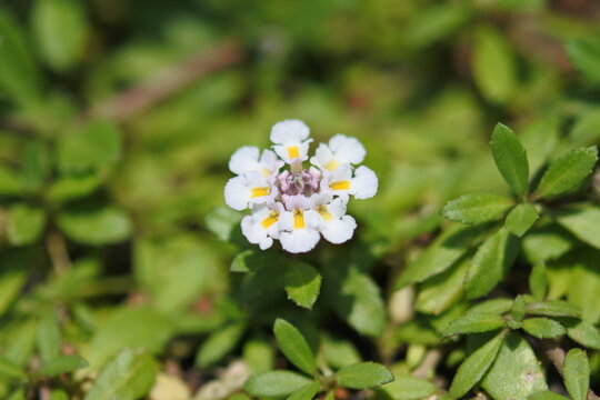 Cluster of tiny flowers are blooming in the green field.