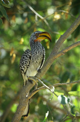 Wildlife photography