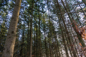 Nadelbäume im Herbst mit langen Stämmen