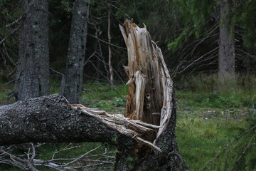 trunk of a tree