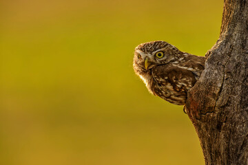 Little Owl - Athene noctua, small beautiful owl from European forests, Hungary.