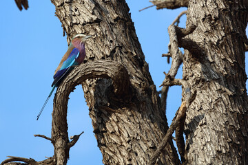 Gabelracke / Lilacbreasted Roller / Coracias caudata