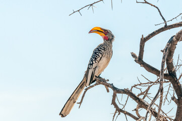 Southern Yellow-billed Hornbill on a branch in northern Namibia