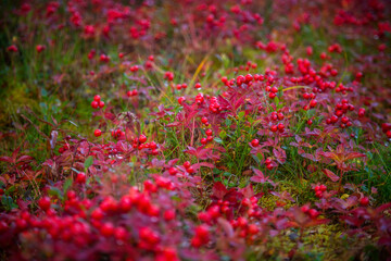 Field of red Berries - 396275246