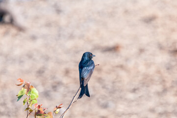 Fork-tailed Drongo on a twig in northern Namibia