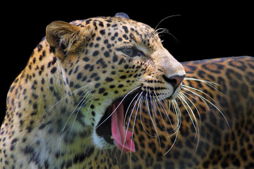 leopard  with mouth wide open isolated