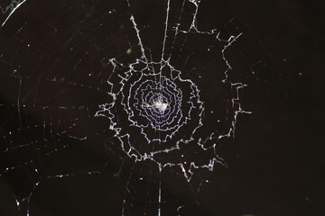 Spider web in dark background.