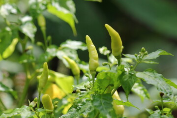 Obraz premium Birds eye chilli Indian.