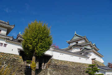 Obraz premium 青空に映える天守閣