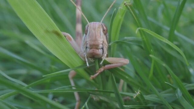 Wanderheuschrecke, Schistocerca gregaria, frisst Gras, Kopf in Frontalansicht, 50fps