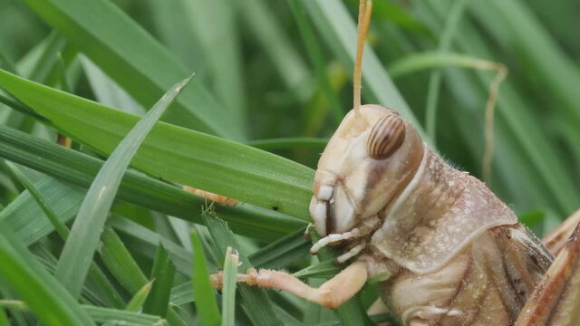 Wanderheuschrecke, Schistocerca gregaria, frisst Gras, Kopf in Seitenansicht, 50fps