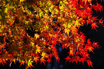 紅葉で赤く色づいた木々