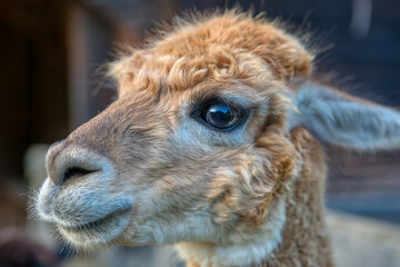 Close up of furry Alpaca face