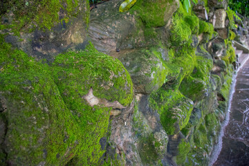 green moss on the stone
