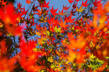 紅葉で赤く色づいた木々