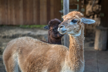 Group of fluffy alpacas on a farm