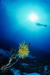 Fototapeta na wymiar Coral Reef And Feather Star With Scuba Diver In Background