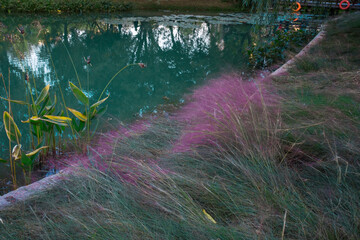 Hairawn Muhly or pink muhlygrass by the water