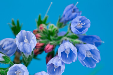 The Common Comfrey (Symphytum officinale) herb on a blue background. Macro photography.