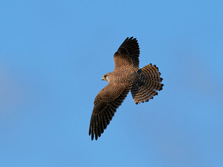 Common kestrel (Falco tinnunculus)
