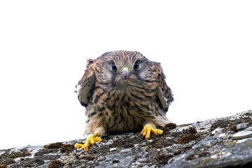 Common kestrel (Falco tinnunculus) juvenile
