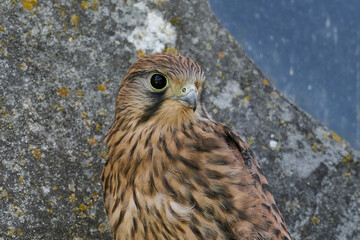 Common kestrel (Falco tinnunculus) juvenile