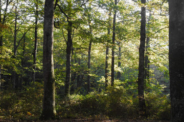 Bosco di cerro (Quercus cerris) in Autunno,controluce