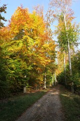 B&auml;ume mit herbstlich verf&auml;rbten Bl&auml;ttern im Schurwald in Stuttgart