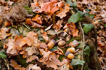 leaves and acorns on logs