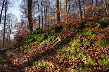 Gr&uuml;n bemooster Hang im Herbstwald mit blauem Himmel.