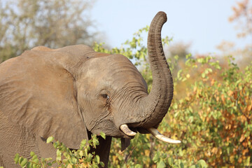 Obraz premium Afrikanischer Elefant / African elephant / Loxodonta africana