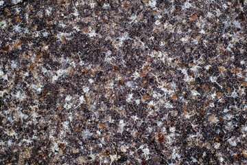 birds poop droppings on asphalt road