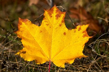 
autumn, leaf, fall, maple, nature, leaves, yellow, season, tree, red, orange, color, brown, foliage, green, forest, colorful grass, close up, dry, bright, plant, seasonal, natural, isolated , Maple L