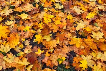 
autumn, leaf, leaves, fall, nature, yellow, tree, green, forest, season, grass, maple tree, color, foliage, red, orange, plant, park, brown, colorful, tree, moss, dry, colors, macro , autumn leaves, 