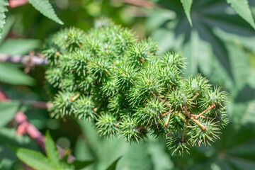 Closeup the cluster seed pods of Castor bean or Castor oil plant (Ricinus Communis) are growing in tropical forest