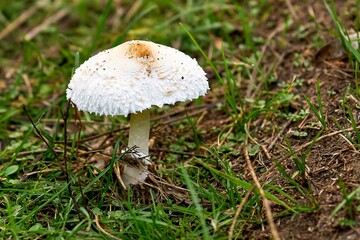 
mushroom, forest, nature, autumn, fungus, toadstool, red, fly agaric, mushrooms, poisonous, grass, poison, white, food, mushrooms, moss, tree, boletus, season, edible, boletus boletus, boletus, macro