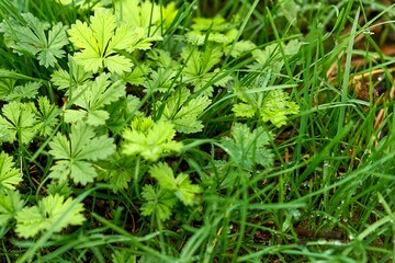 
green, plant, parsley, leaf, nature, leaves, herb, garden, fresh, food, organic, spice, healthy, coriander, natural, vegetable, spring, large, close up, texture, plants, field, growth, macro, summer 