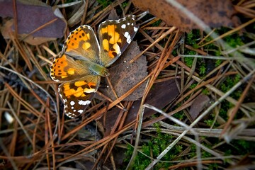 butterfly, insect, nature, flower, summer, orange, macro, wings, grass, red, beauty, beautiful, spring, fly, wing, yellow, wildlife, green, garden, plant, large, beautiful butterfly, close up,